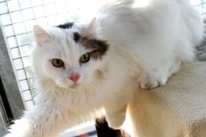 flauschi IMG_1212we
