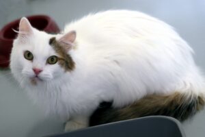 flauschi IMG_4077we
