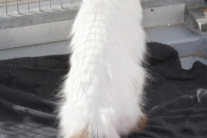 flauschi IMG_9963we
