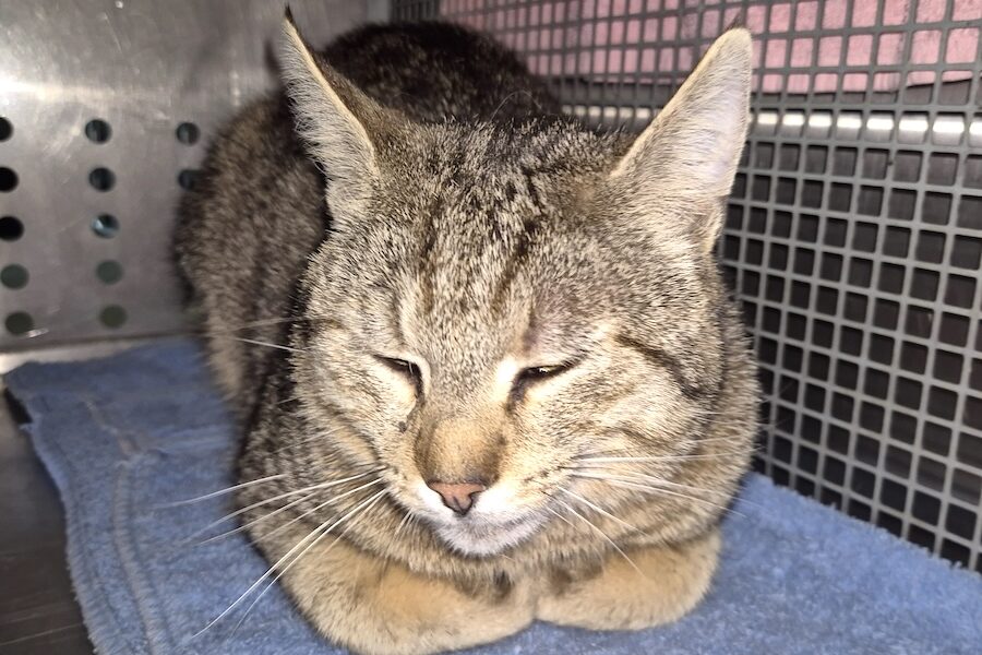 harvey IMG-01