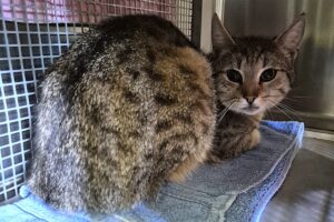 harvey IMG-02