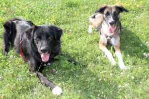 jocy und jacky IMG_1112we