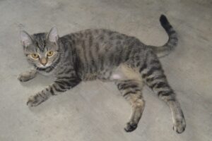 pepper 01
