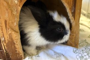 Bounty, Marshmallow, Smartie, Snickers, Twix 01 Bounty, Marshmallow, Smartie, Snickers, Twix 01