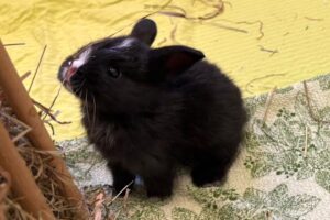 Bounty, Marshmallow, Smartie, Snickers, Twix 02 Bounty, Marshmallow, Smartie, Snickers, Twix 02