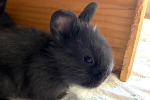 Bounty, Marshmallow, Smartie, Snickers, Twix 03 Bounty, Marshmallow, Smartie, Snickers, Twix 03