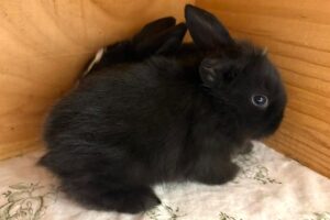 Bounty, Marshmallow, Smartie, Snickers, Twix 04 Bounty, Marshmallow, Smartie, Snickers, Twix 04