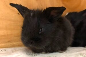 Bounty, Marshmallow, Smartie, Snickers, Twix 07 Bounty, Marshmallow, Smartie, Snickers, Twix 07