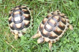 LSK baby Breitrandwe
