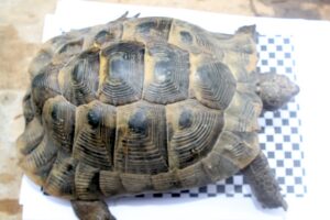 LSK maurisch IMG_0755we