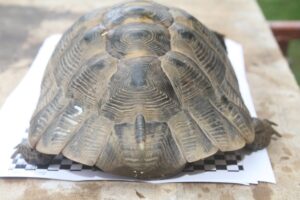 LSK maurisch IMG_0758we