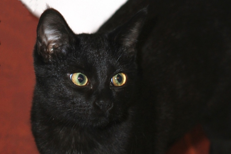 ally IMG_4250we2 ally IMG_4250we2