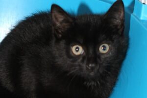 ally alabahma IMG_2706we ally alabahma IMG_2706we