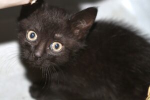 ally zu alegra IMG_1730we ally zu alegra IMG_1730we