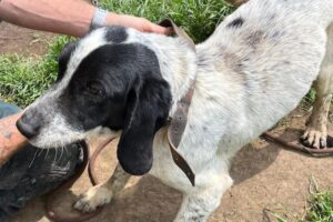 argo IMG-20230419-WA0063