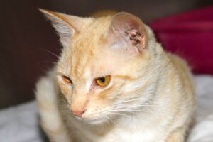 bailey IMG_1844we bailey IMG_1844we