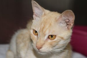 bailey IMG_1846we bailey IMG_1846we