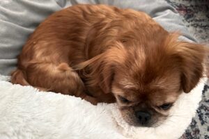 balu image005