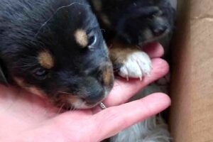 elly jacky 01 elly jacky 01