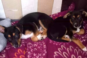 elly jacky 010 elly jacky 010