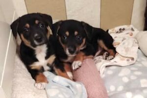 elly jacky 015 elly jacky 015