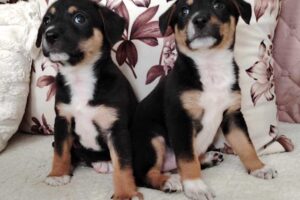 elly jacky 05 elly jacky 05