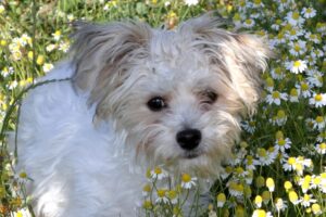 gismo IMG_1910we gismo IMG_1910we