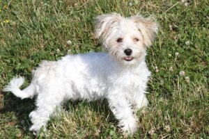 gismo IMG_1915we gismo IMG_1915we