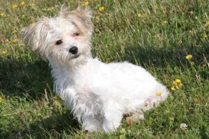 gismo IMG_1947we gismo IMG_1947we