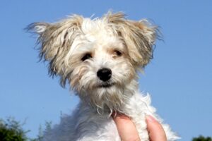 gismo IMG_1960we gismo IMG_1960we