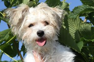 gismo IMG_1967we gismo IMG_1967we