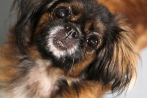 jenny pekinese IMG_0335we jenny pekinese IMG_0335we