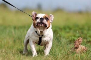 julio IMG_6217