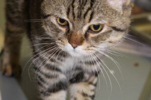 kasimir IMG_0488we