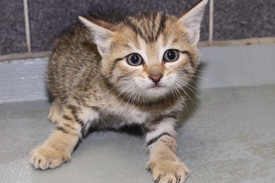 lana oder linus IMG_0890we lana oder linus IMG_0890we