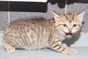 lana oder linus IMG_0893we lana oder linus IMG_0893we