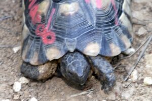 leonardo FT 341 IMG_1863we leonardo FT 341 IMG_1863we