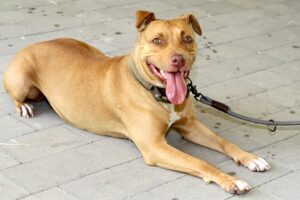 lila IMG_1743we