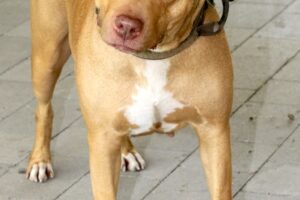 lila IMG_1744we