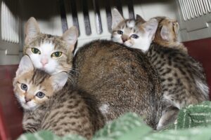 linda mit lana lola udn linus IMG_0948web linda mit lana lola udn linus IMG_0948web