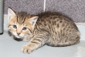 linus odre LAna IMG_0872we linus odre LAna IMG_0872we