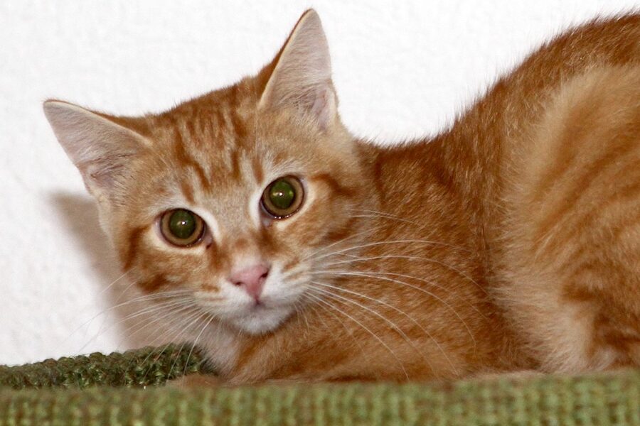 neroli IMG_0920we neroli IMG_0920we