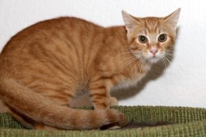 neroli IMG_0922we neroli IMG_0922we