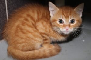 neroli IMG_2736we neroli IMG_2736we