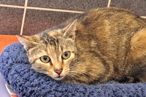 neshama IMG_1000 neshama IMG_1000