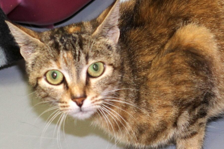 neshame IMG_4819we neshame IMG_4819we