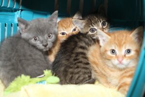 nisha nyoko nacho neroli IMG_1985we nisha nyoko nacho neroli IMG_1985we