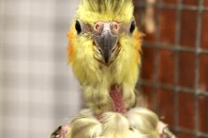 nymphensittich ft IMG_2113we