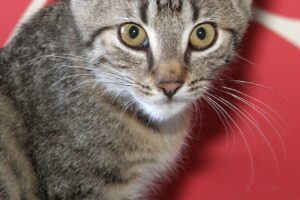 nyoko IMG_0325we - Kopie nyoko IMG_0325we - Kopie