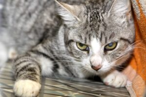 odette IMG_0480we